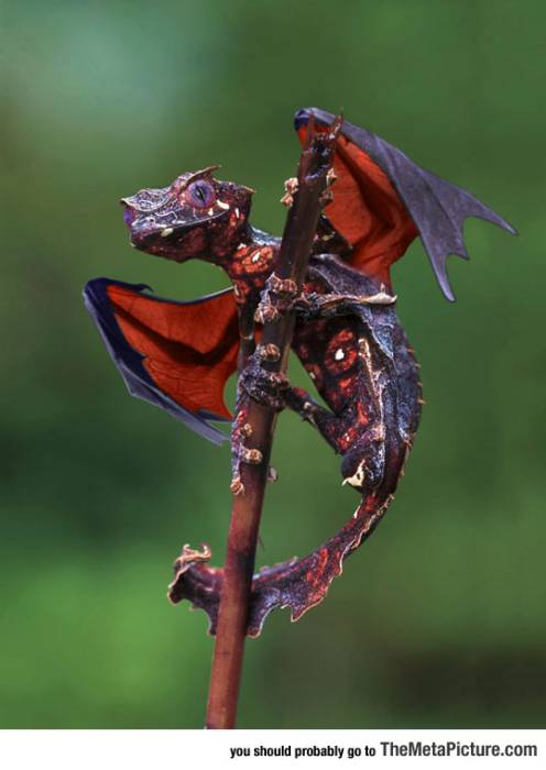 cool-lizard-gecko-wings-tail-dragon.jpg cool-lizard-gecko-wings-tail-dragon.jpg